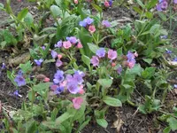 HPIM9361.webp