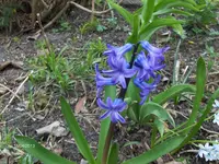 HPIM9362.webp