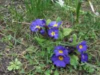HPIM9363.webp