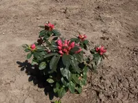 HPIM9368.webp