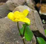 sumpfdotterblume april 2013.webp