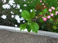 1036.webp