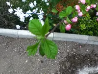 1046.webp