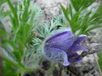 2013 006.webp