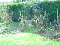 Johannisbeeren.webp