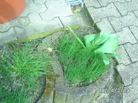 Schnittlauch.webp