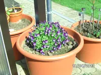 Blüten.webp
