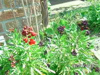 Blüten (2).webp