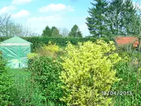 Blüten (4).webp