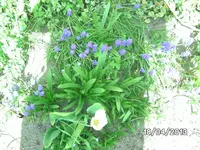Blüten (5).webp