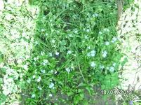 Blüten (6).webp