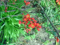 Blüten (7).webp