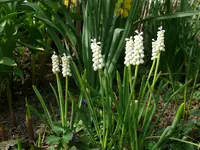 Märzblumen10 (2).webp