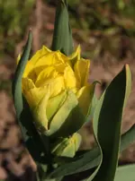 Erste Tulpe.webp