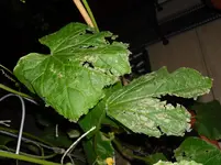 SAM_0678.webp