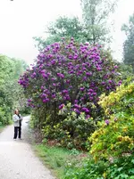 Rhododendron1.webp