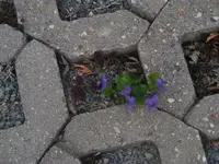 Veilchen.webp