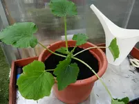 Zucchini1.webp