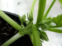 Zucchini2.webp