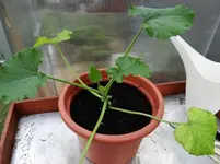 Zucchini3.webp