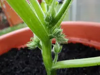 Zucchini4.webp