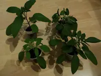 Pepinos.webp