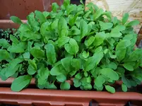 Rucola.webp