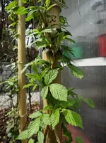 Himbeere.webp