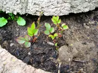 blume3.webp