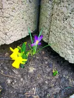blume4.webp