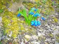 blume5.webp