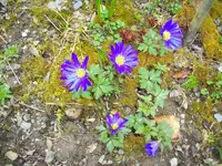 blume7.webp