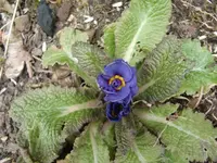 CIMG0269.webp