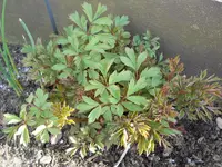 DSCN1913.webp
