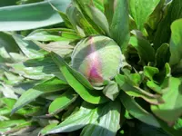 CIMG2897.webp