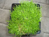 SAM_0942.webp