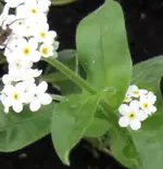 blume-weiss-gelb.webp