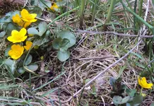 DSC03643 - 2013-04-18 - sumpfdotterblumen.webp