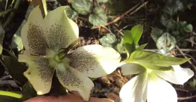 DSC03644 - 2013-04-18 - helleborus orientalis.webp