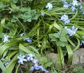 DSC03646 - 2013-04-18 - schneestolz.webp