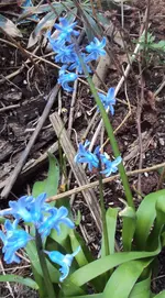 DSC03648 - 2013-04-18 - hyazinthe.webp