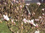 DSC03649 - 2013-04-18 - tulpenmagnolie 2.jpg