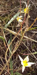 DSC03653 - 2013-04-18 - wildtulpen.webp