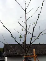 Apfelbaum treibst aus.webp