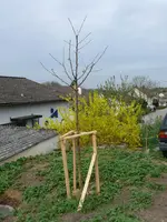 Apfelbaum.webp
