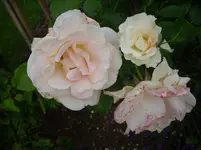 09.072011 012.webp