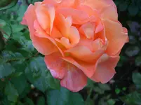 09.072011 015.webp