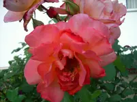 09.072011 016.webp