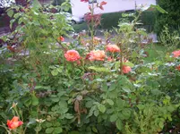 09.072011 022.webp
