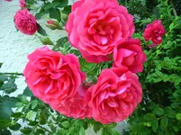IMG_5793.webp